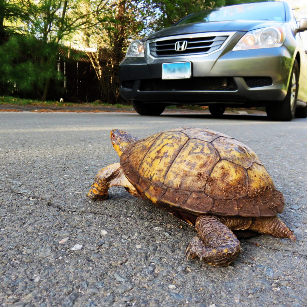 There's a turtle crossing the road?