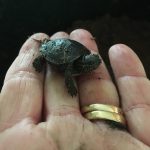 I found a baby turtle away from the water?