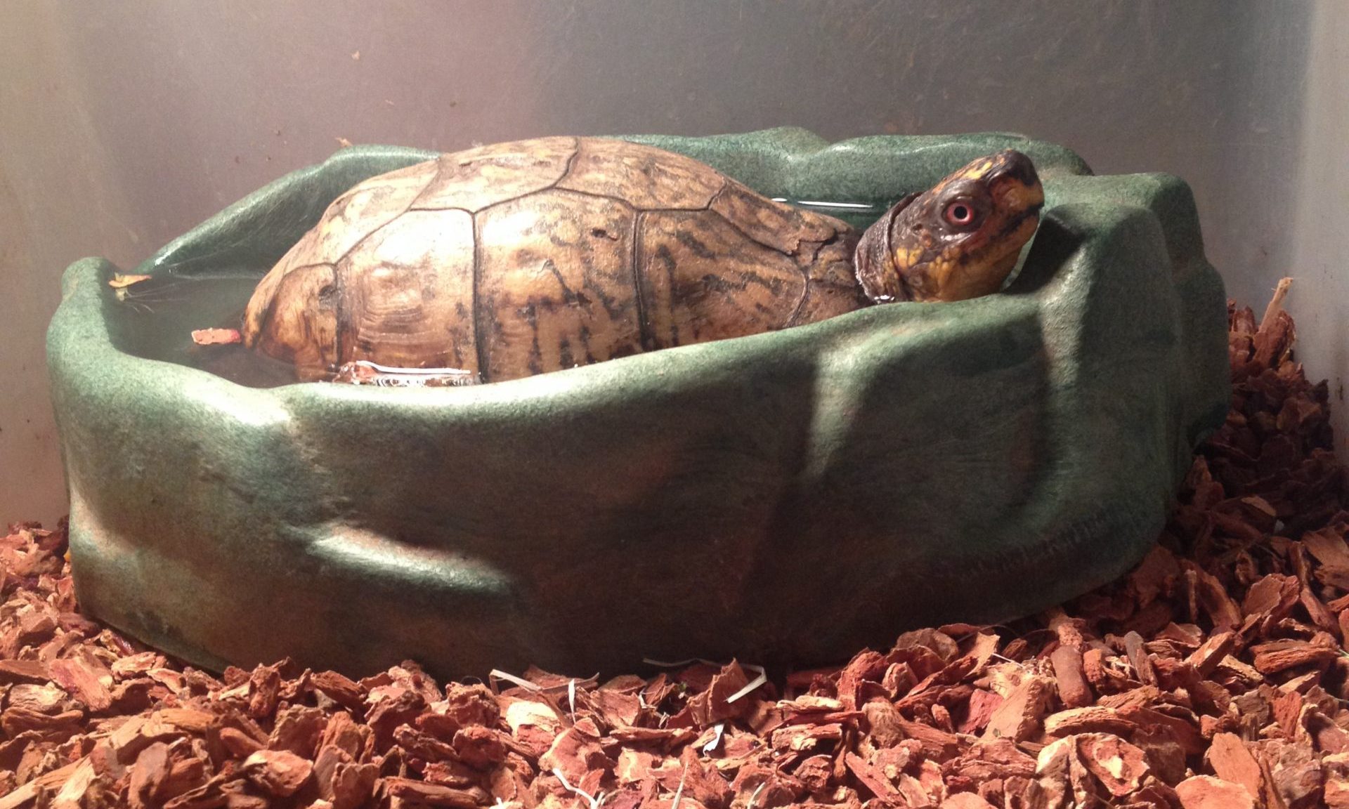 Is It Illegal to Keep a Box Turtle? 2