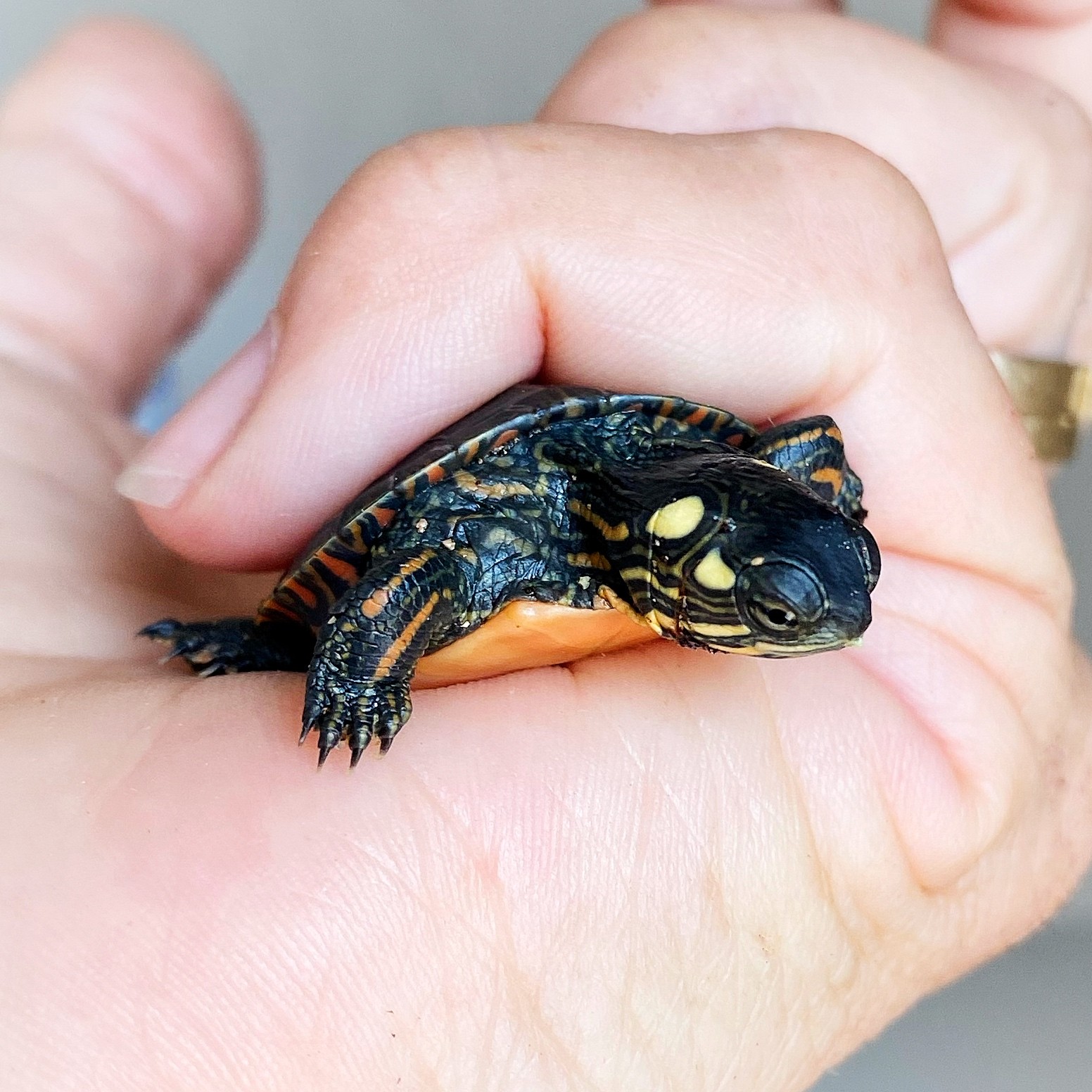 hatchling EPT for blog